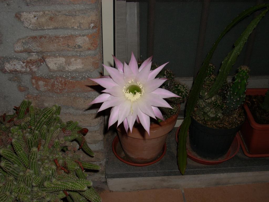 Eurelios Bed & Breakfast Adrano Bagian luar foto
